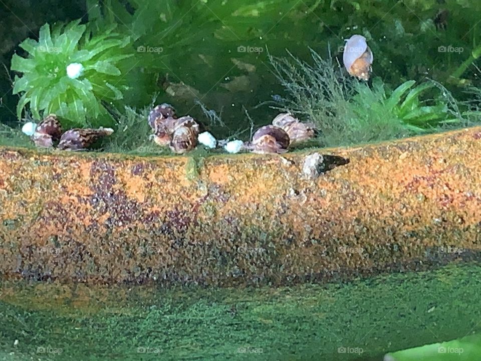Bright color in the fish tank, Countryside 