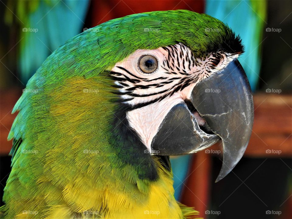 Macaw