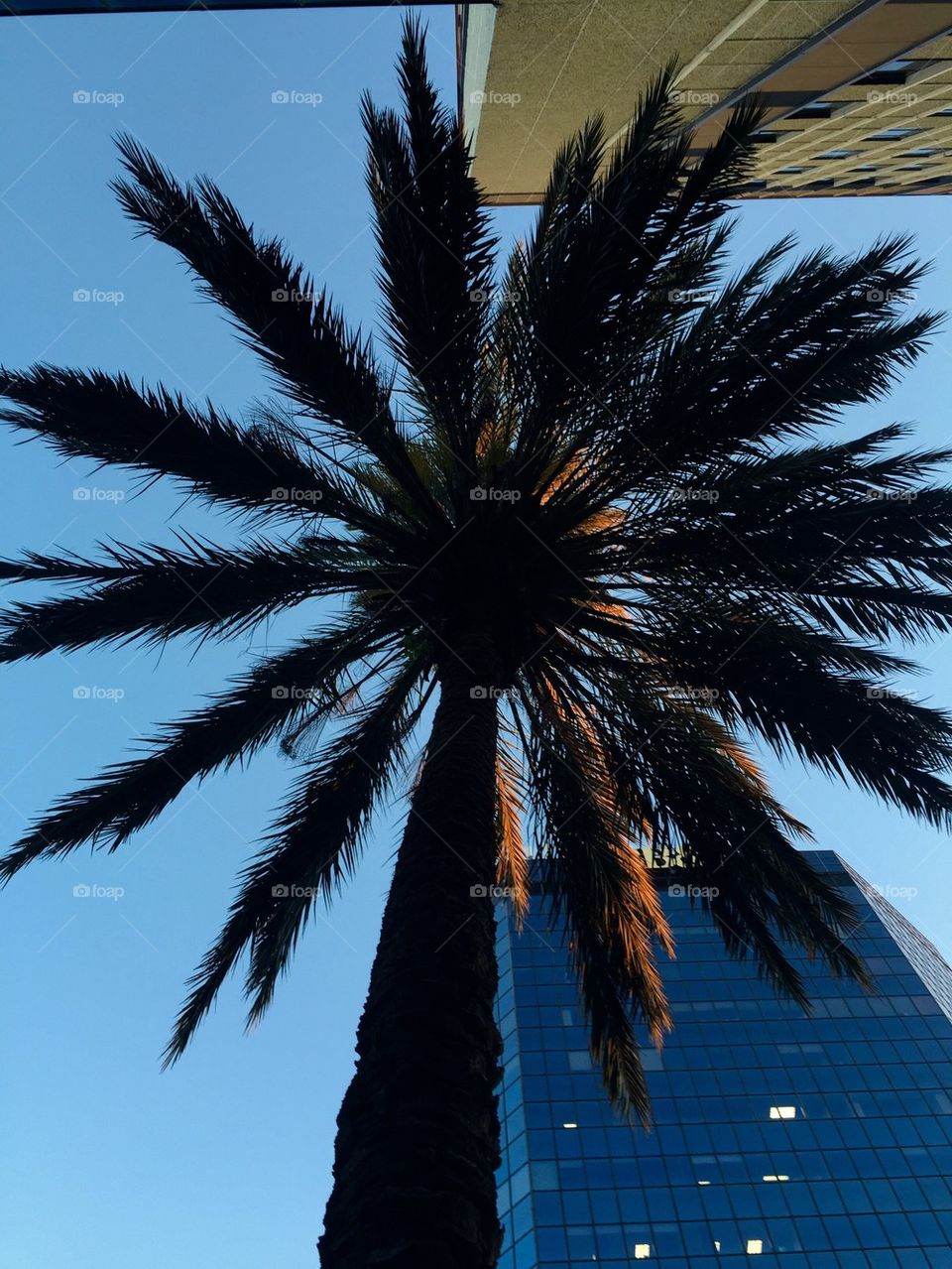 Palm in the City