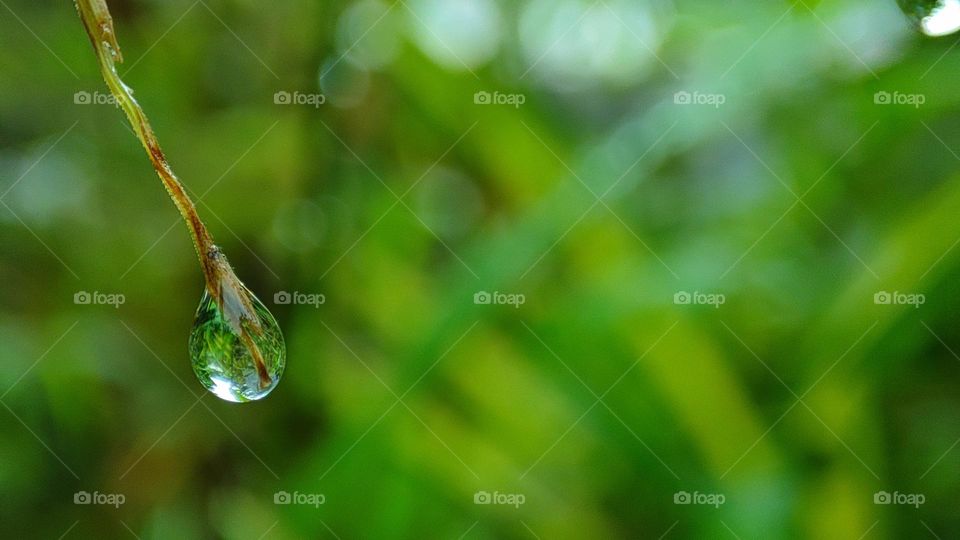 water drop at the grass tip