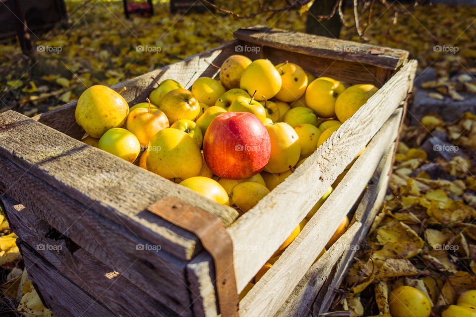 Harvest ripe juicy and tasty apples. Harvested juicy apples from fertile trees.