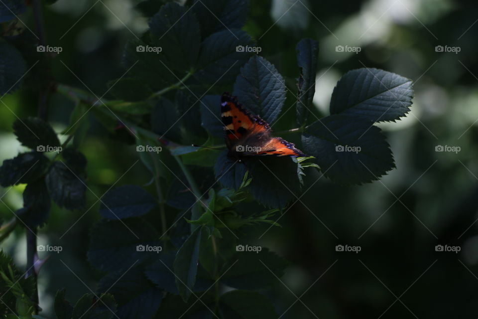 Butterfly, Insect, Nature, No Person, Leaf