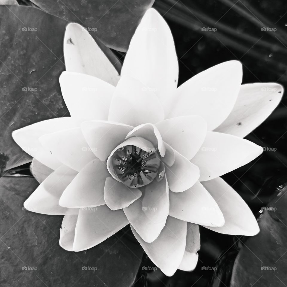 lotus flower in pond in black and white. water lily