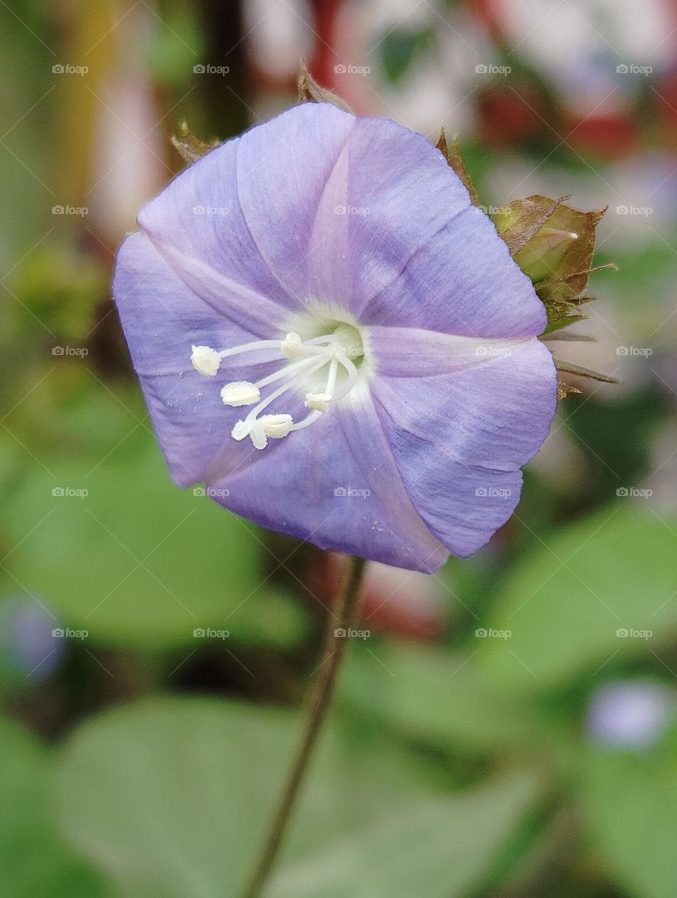 purple colour flower seasonal fresh shurb small size looks very beautiful generally found everywhere