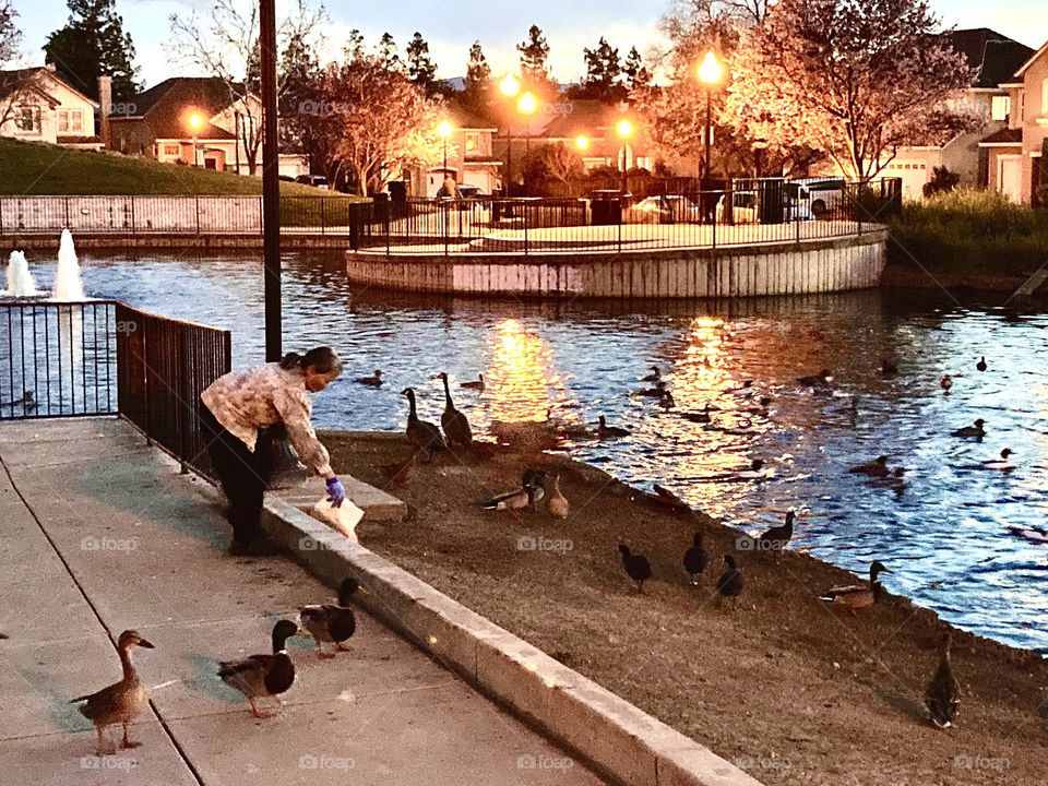 Woman feeding ducks at the pond in the evening 