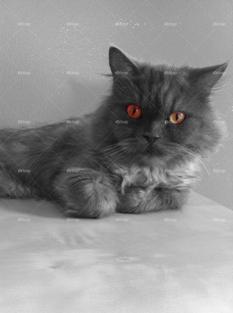 gray cat cats eye by lindows