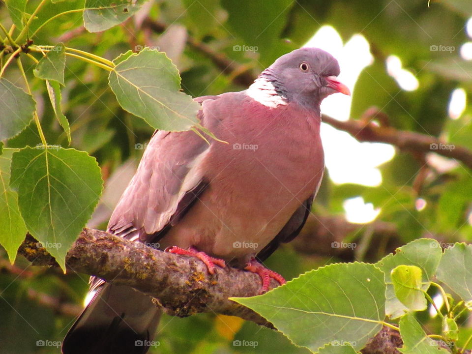 perched