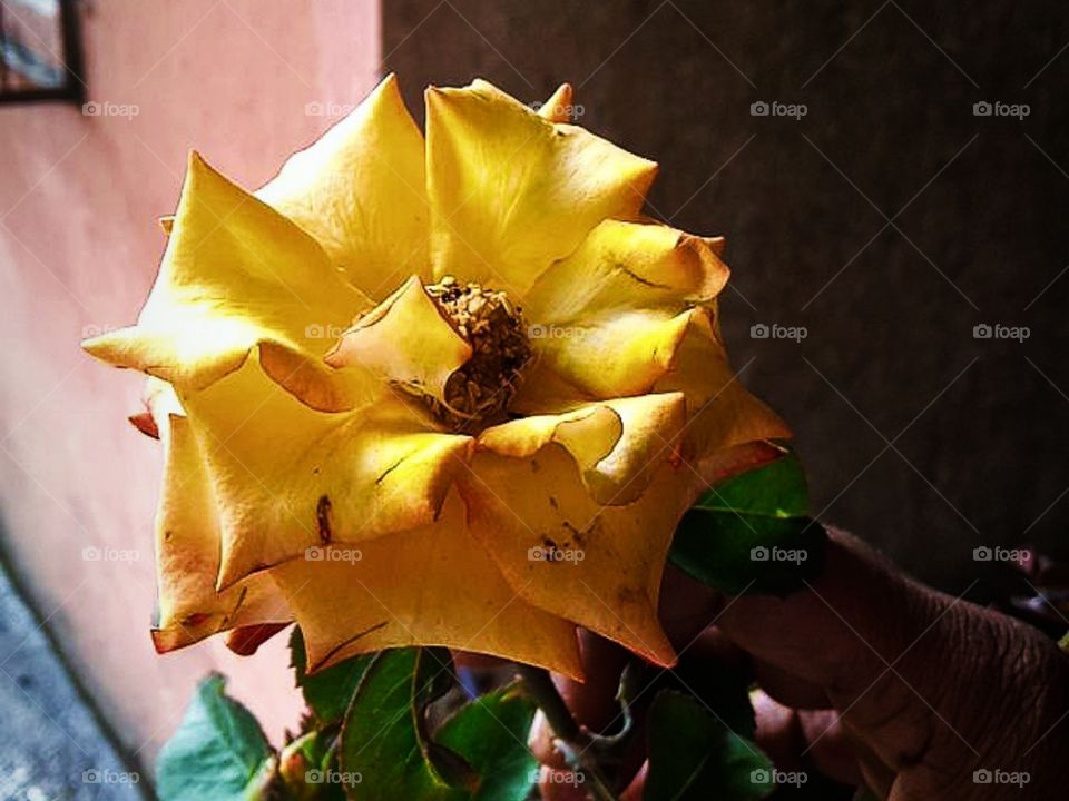 yellow rose