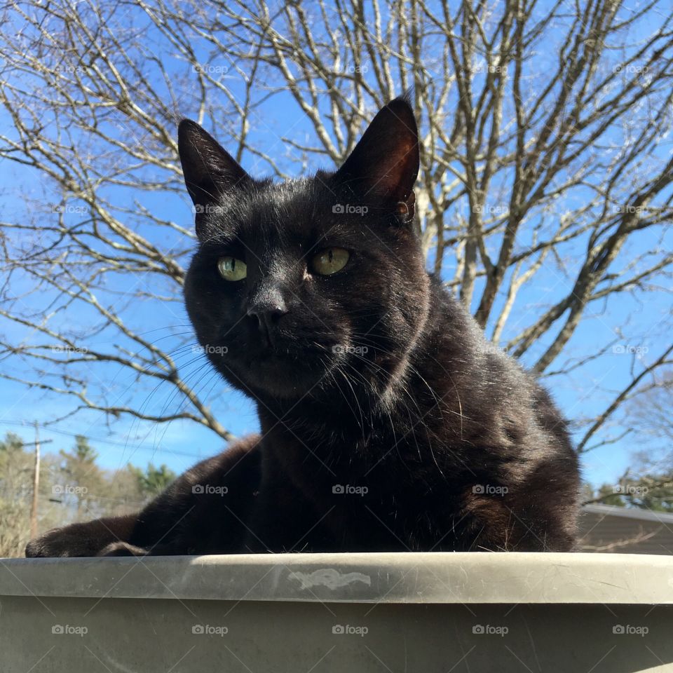 Black cat laying in planter box on railing😻, green eyes!