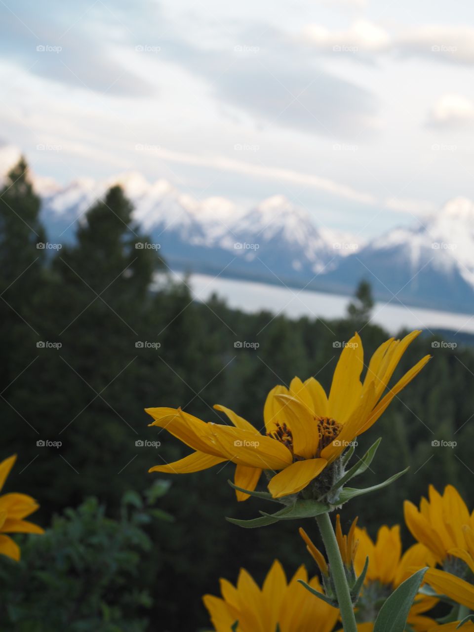 Flora at the Tetons