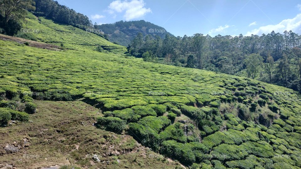 Adopt the pace of nature