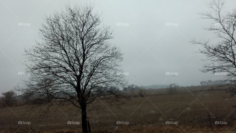 Tree, Fog, Landscape, No Person, Dawn