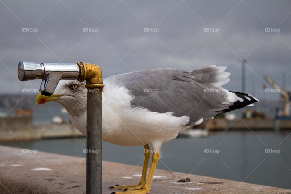 Seagull on the pier