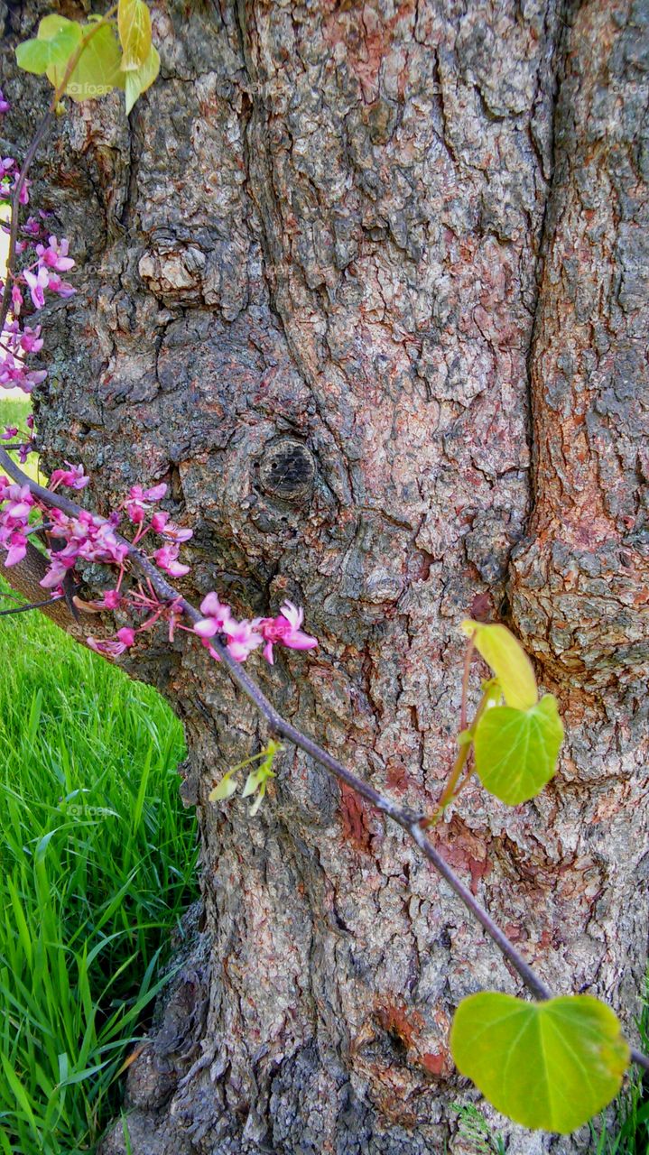 Tree, Nature, Leaf, Wood, Flora