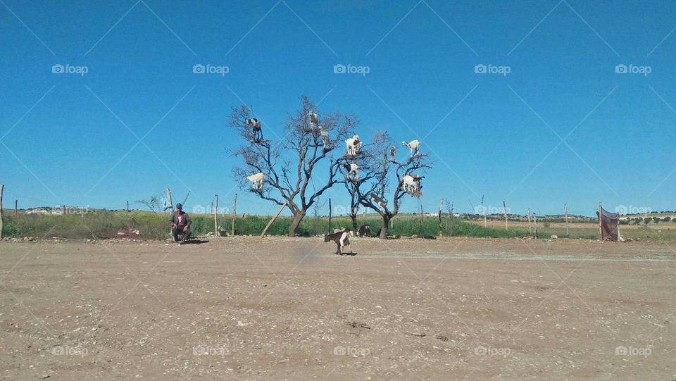 Group of goats on argania tree.