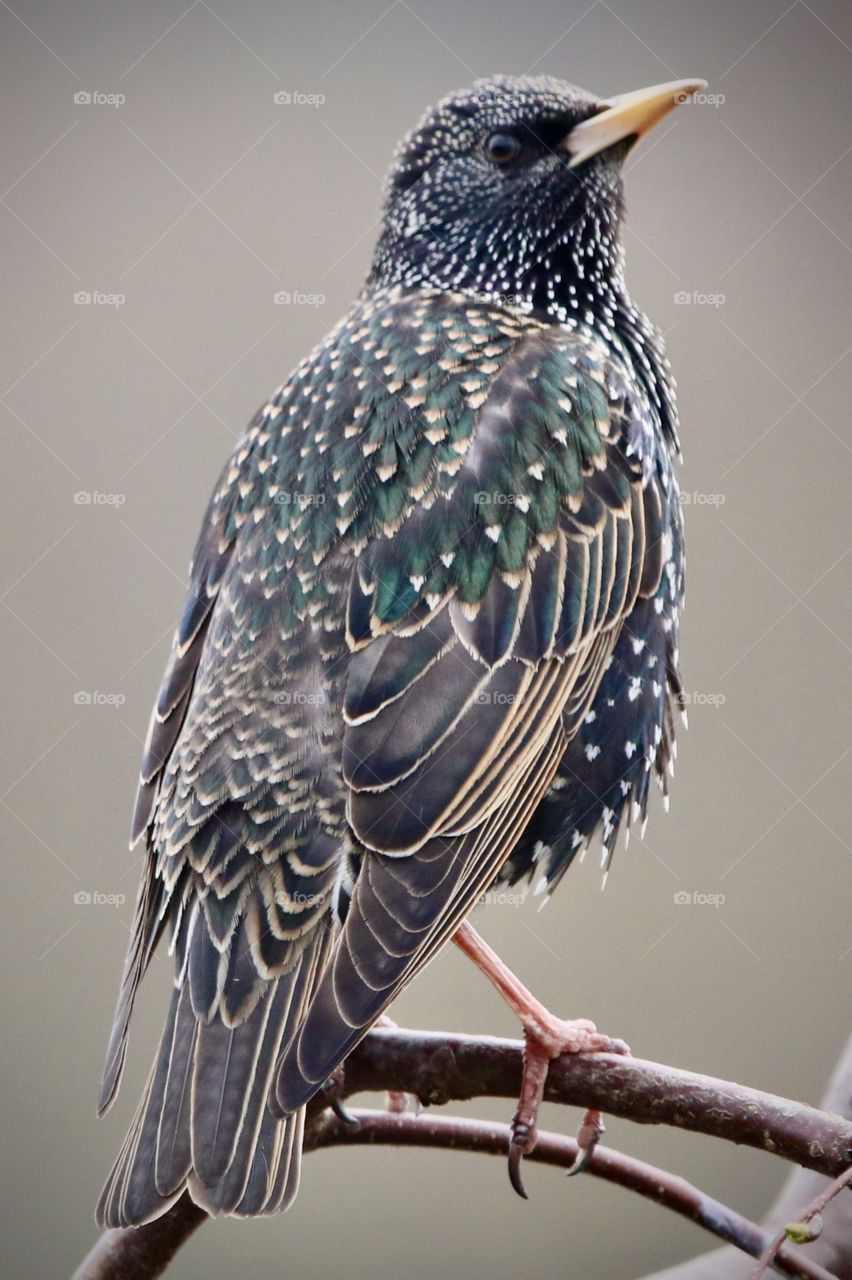 Starling
