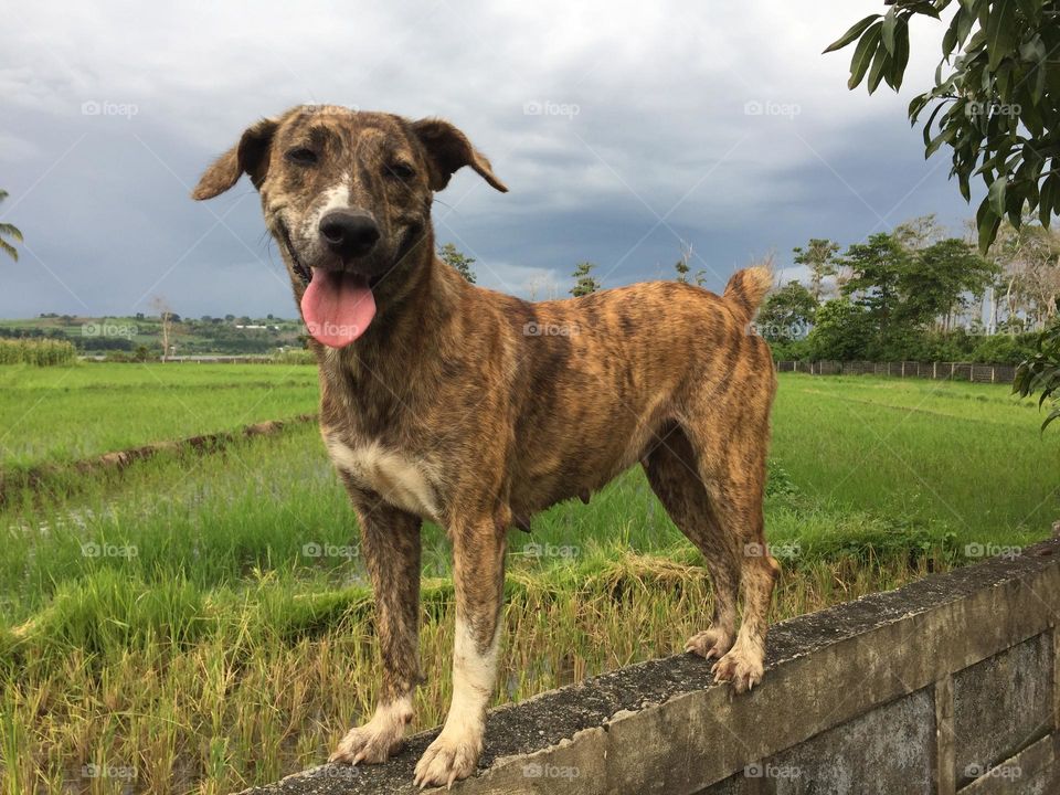 This dog is climbing up the concrete fenced through the branches of the mango trees, while enjoying watching other dogs down from the rice fields 