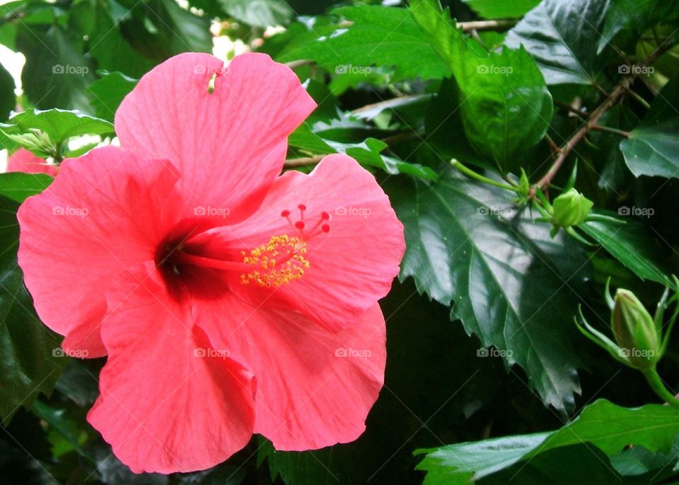Hibiscus