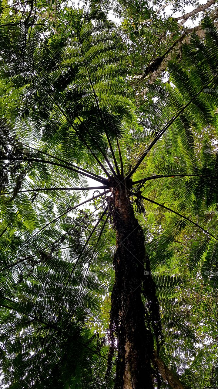 giant fern - Forest in Brazil