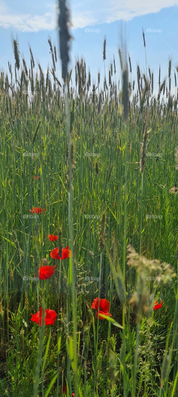 meadow flower