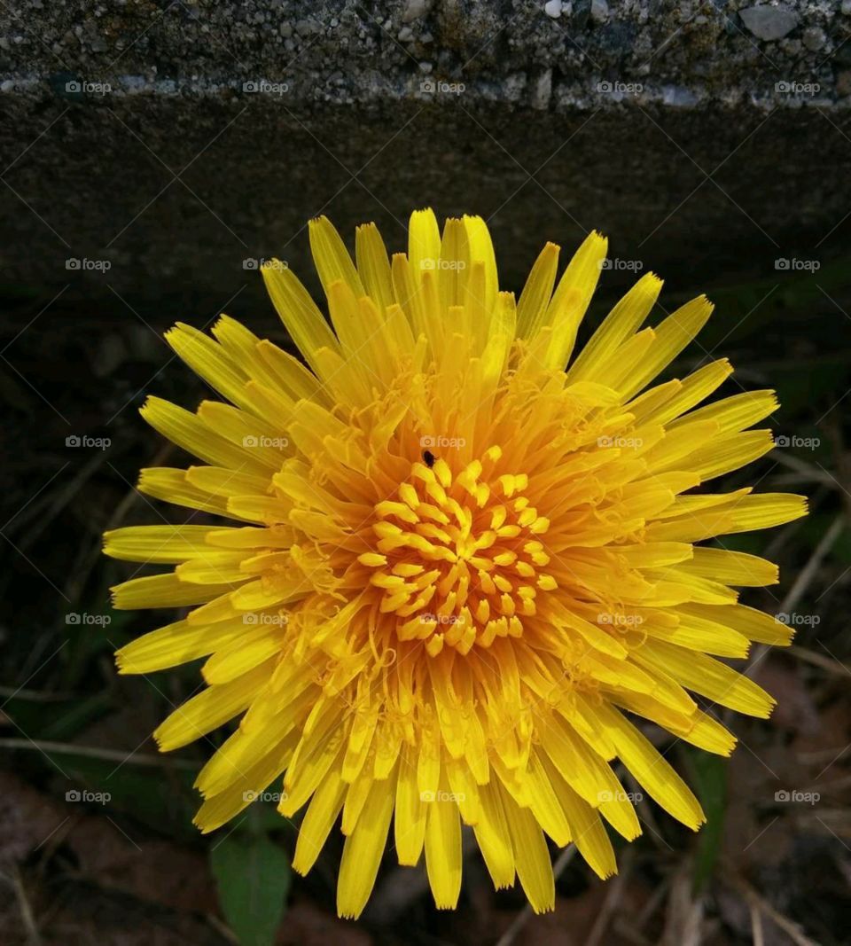 Dandelion