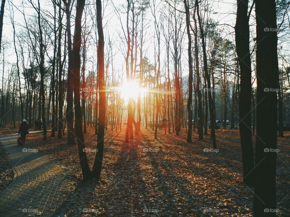 View of sunset in forest