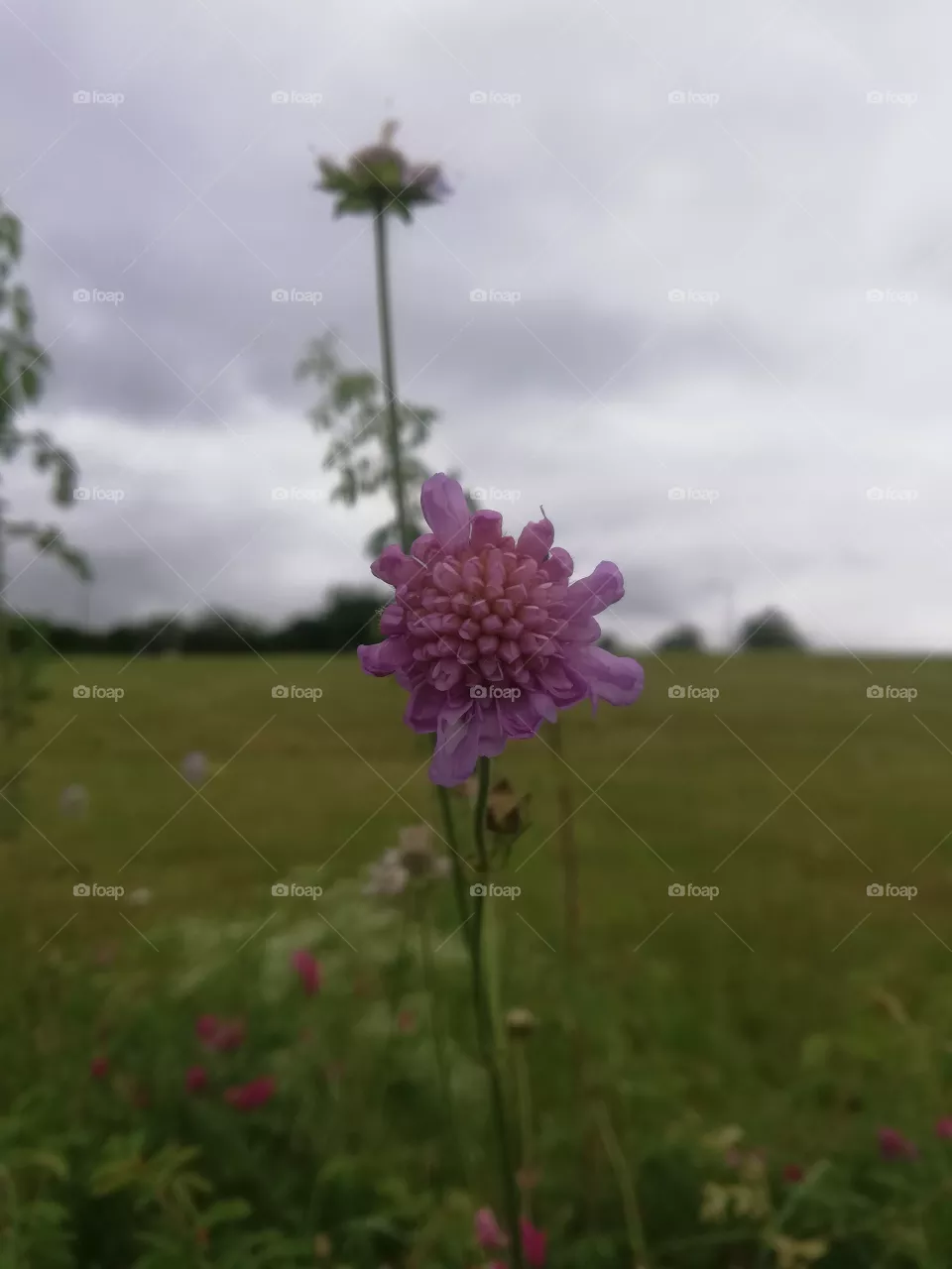 Blumen
