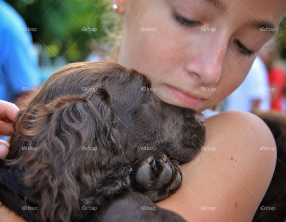 Springer Spaniel Puppy