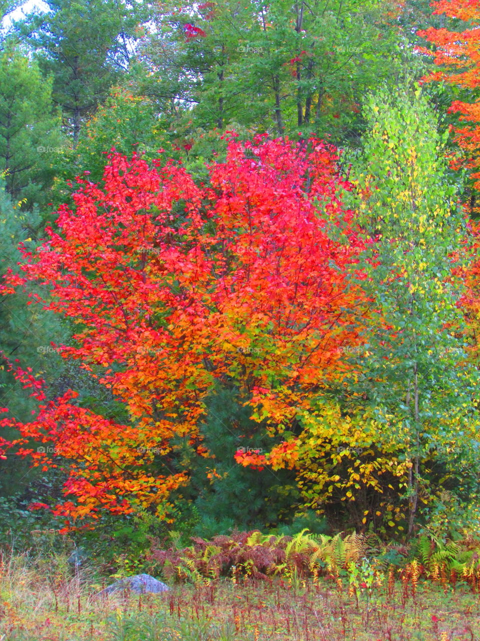 Leaf, Fall, Nature, Tree, Season
