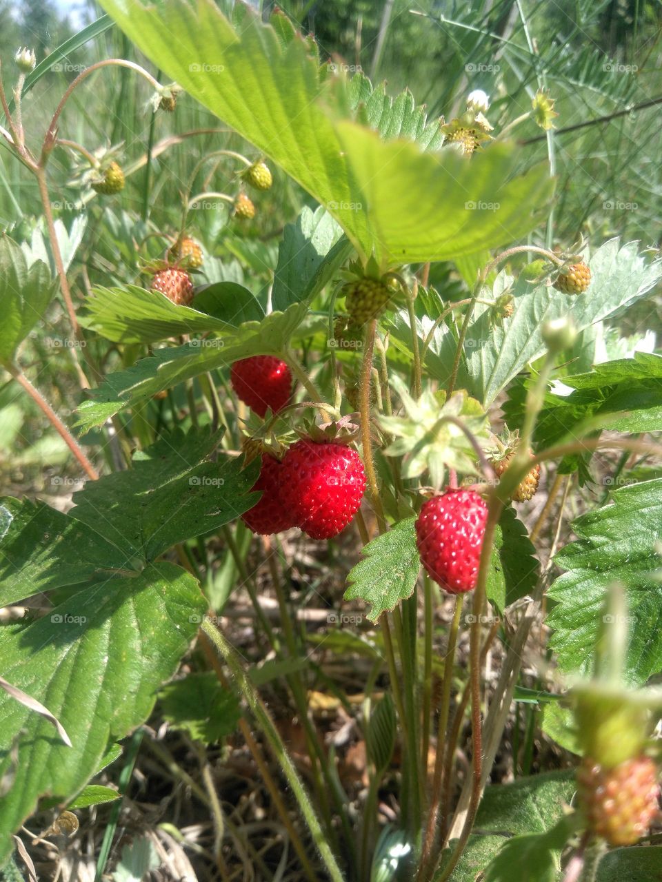 wild strawberries in the forest summer food