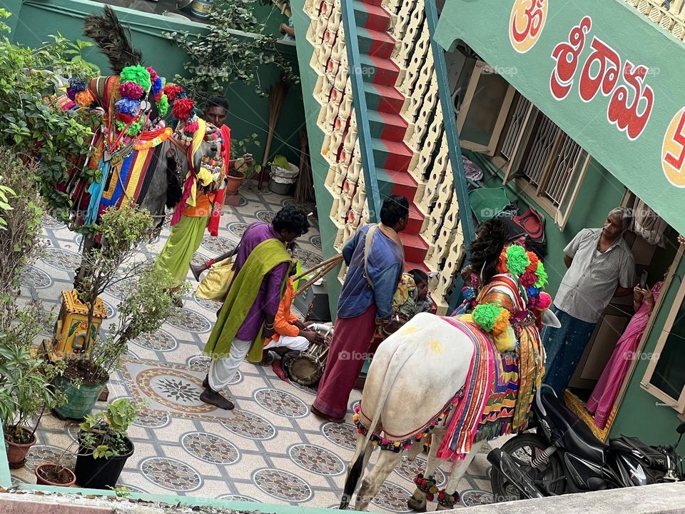 People celebrate sankranti or pongal, a festival in India marking the new year with colors and music