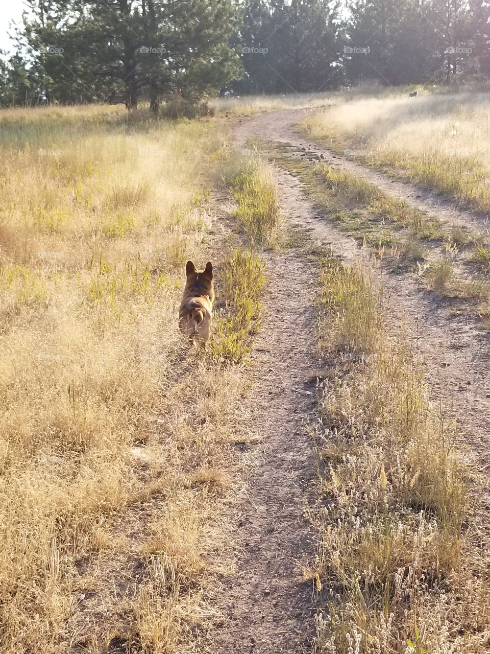 Charlie, the corgi, goes for a hike in Montana
