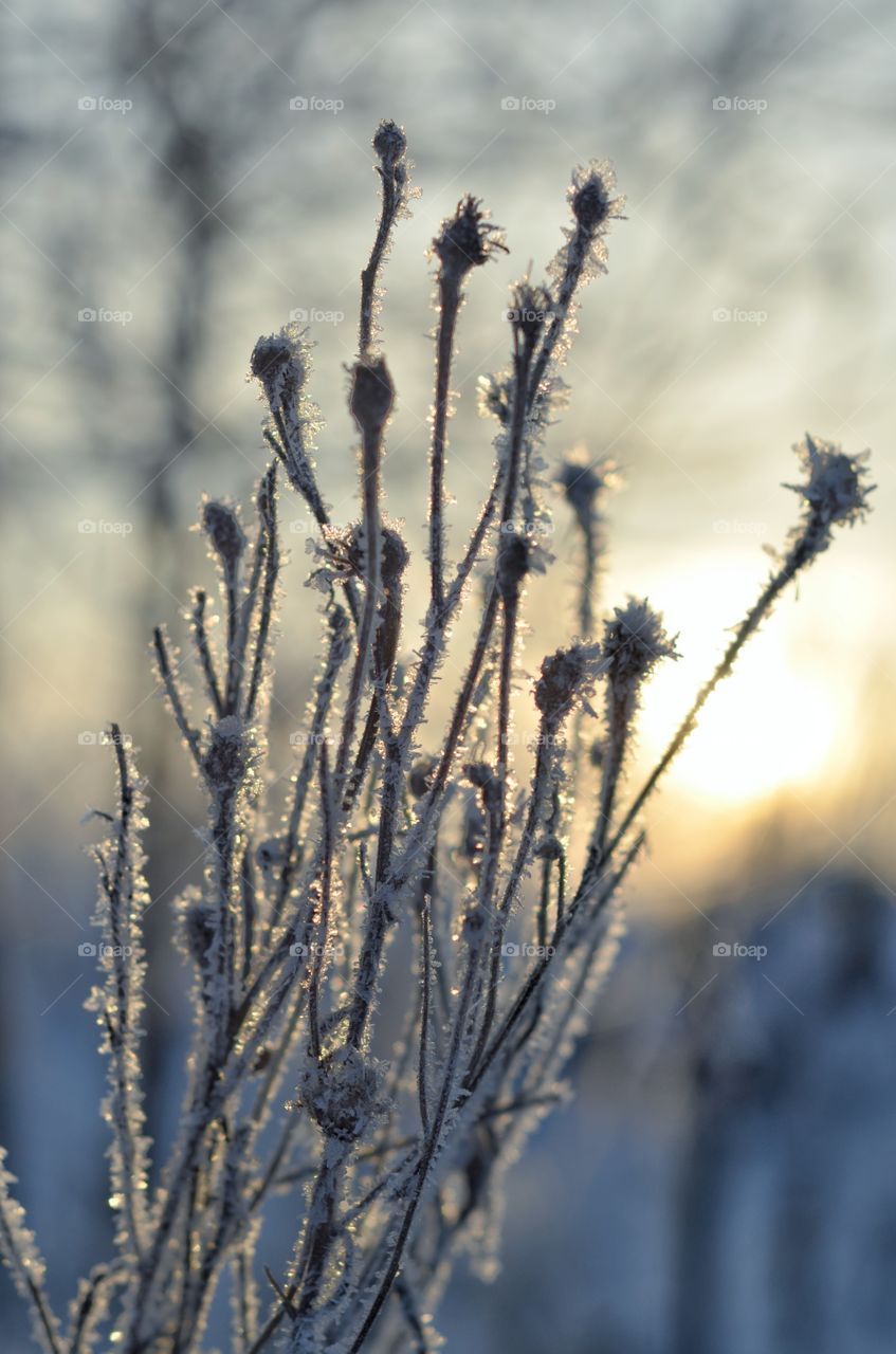 Frozen plants. Winter season. Cold weather.