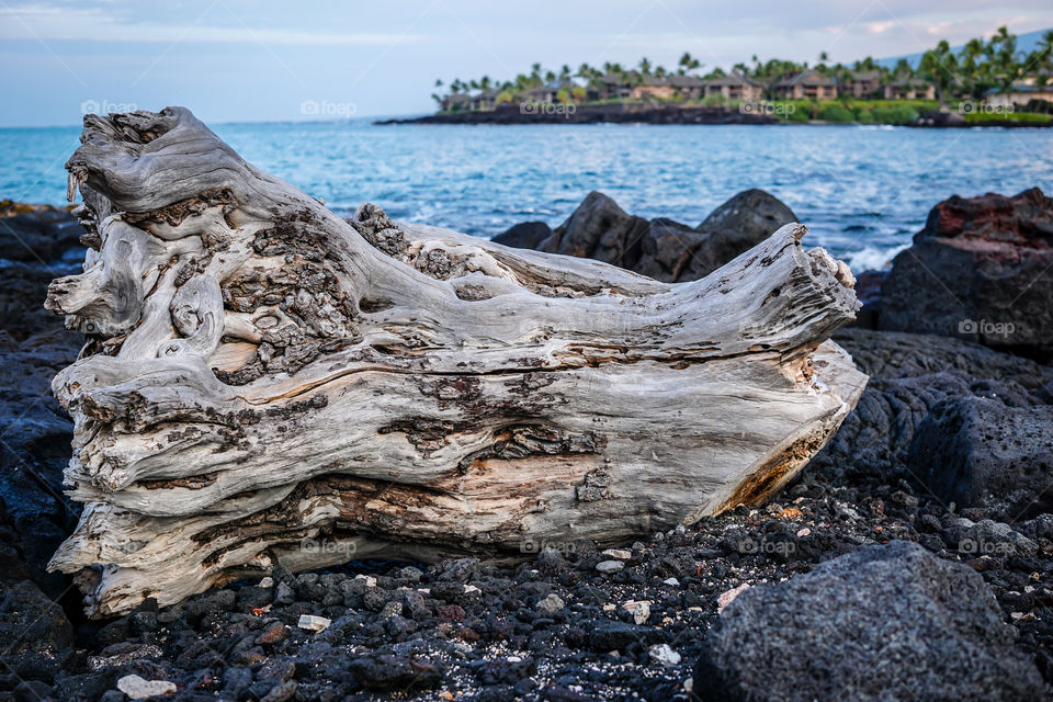 Driftwood