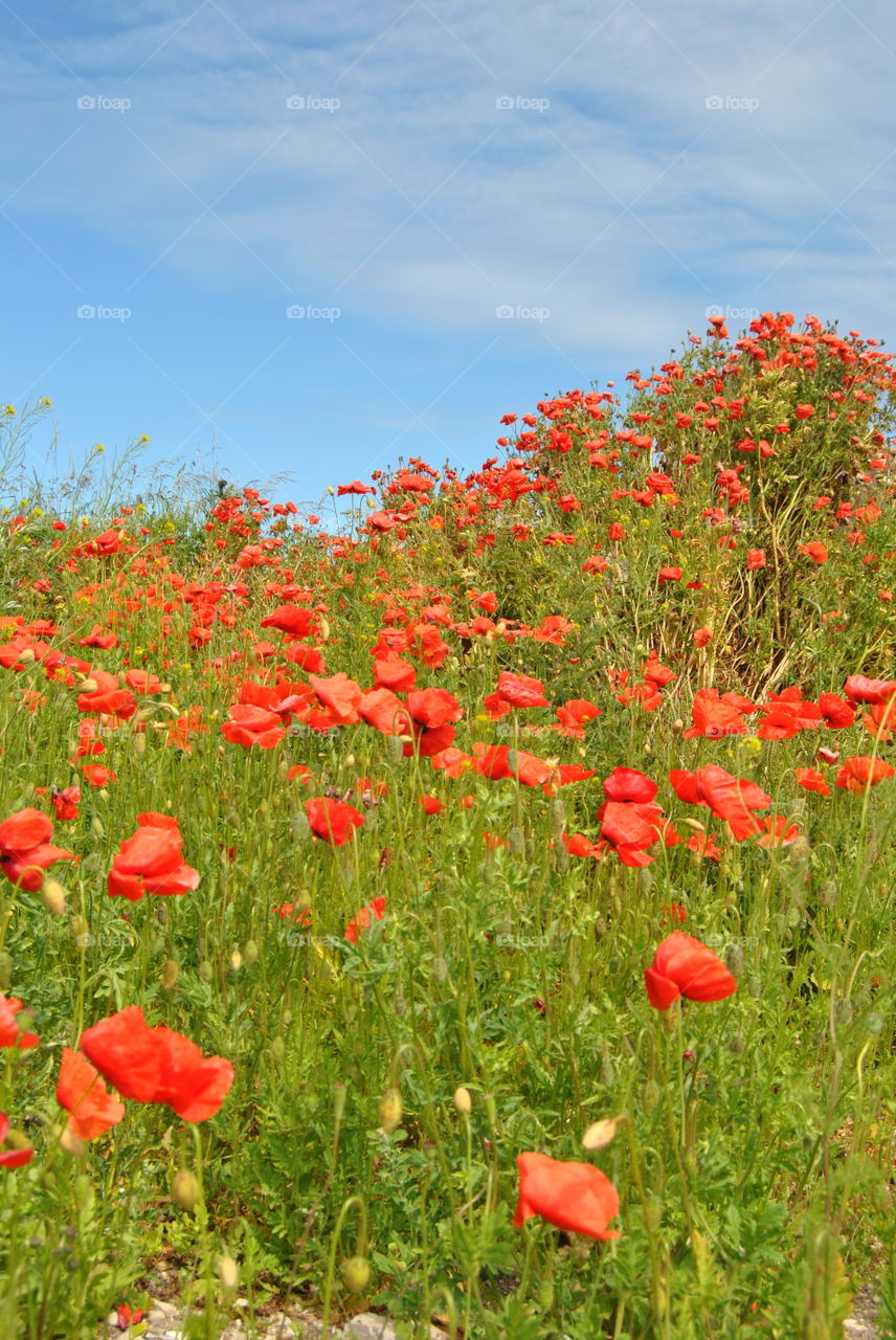 Poppies . Poppies at the countryside 
In Fårö,Gotland,Sweden
