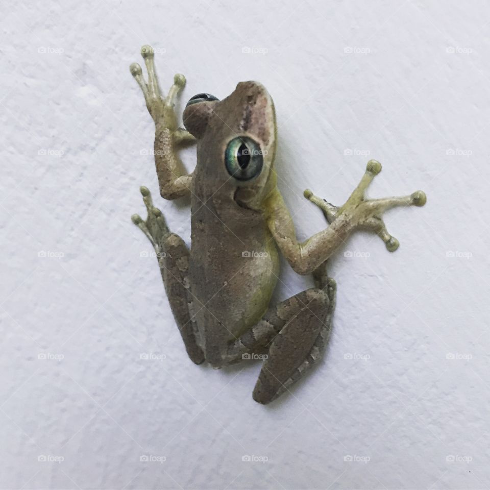 Tree frog on a wall