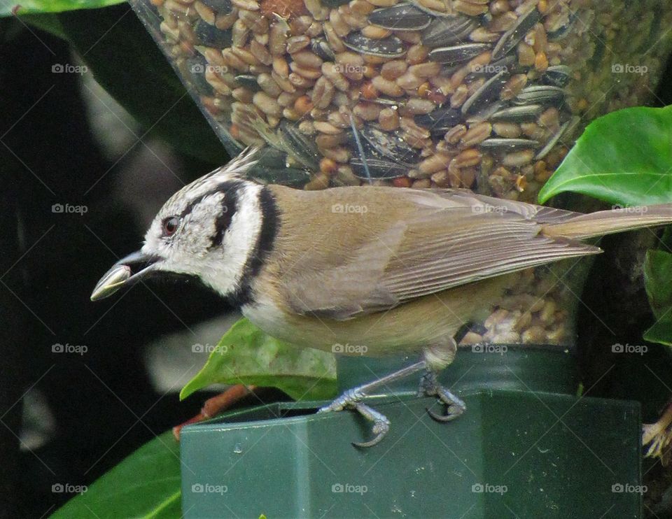 Crested tit