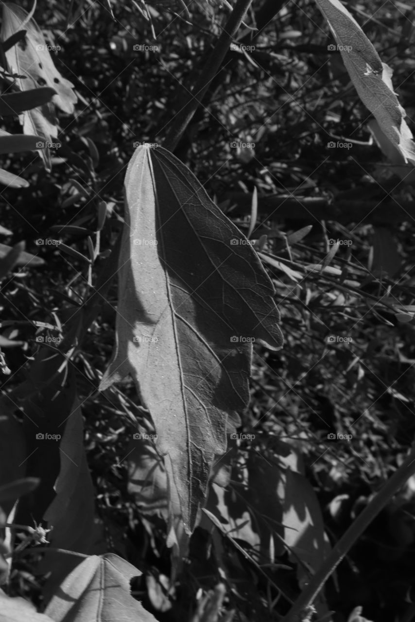Black and white image with a very large leaf