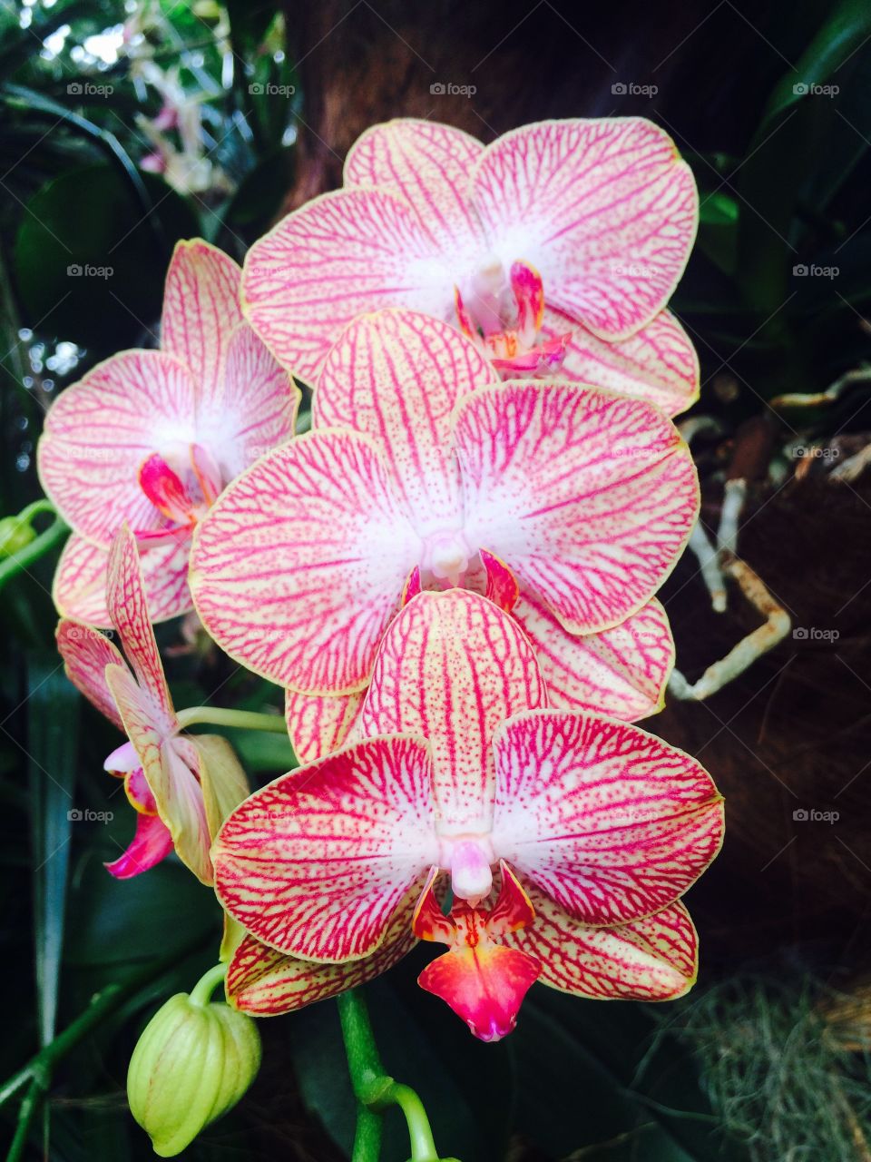 Pink orchid 2