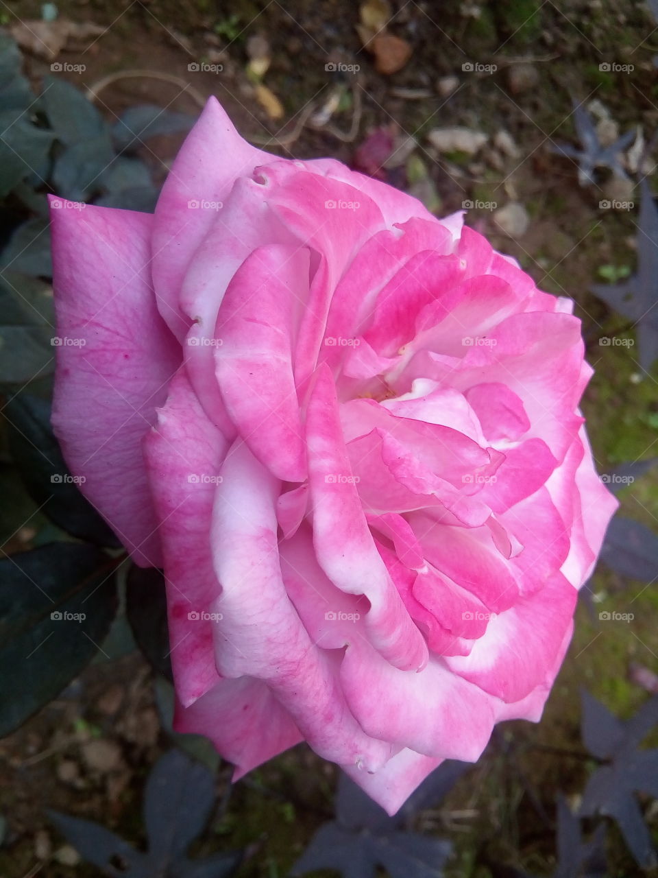 flower 2018-01-22 051 
#আমার_চোখে #আমার_গ্রাম #nature #flower 
#eukaryota #plantae #angiosperms #eudicots