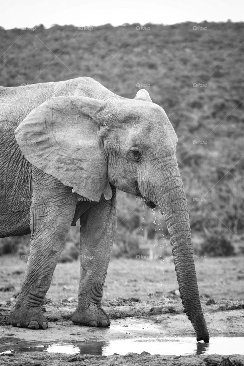 African elephant at a waterhole.