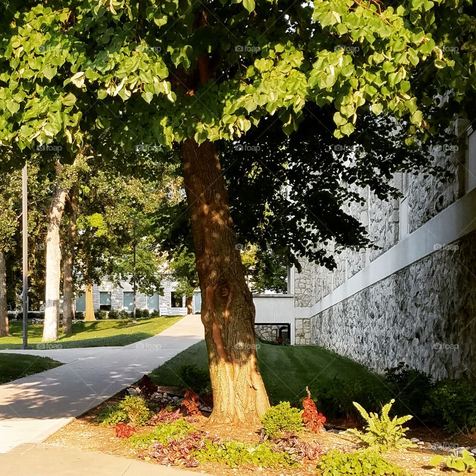 Tree on a university campus