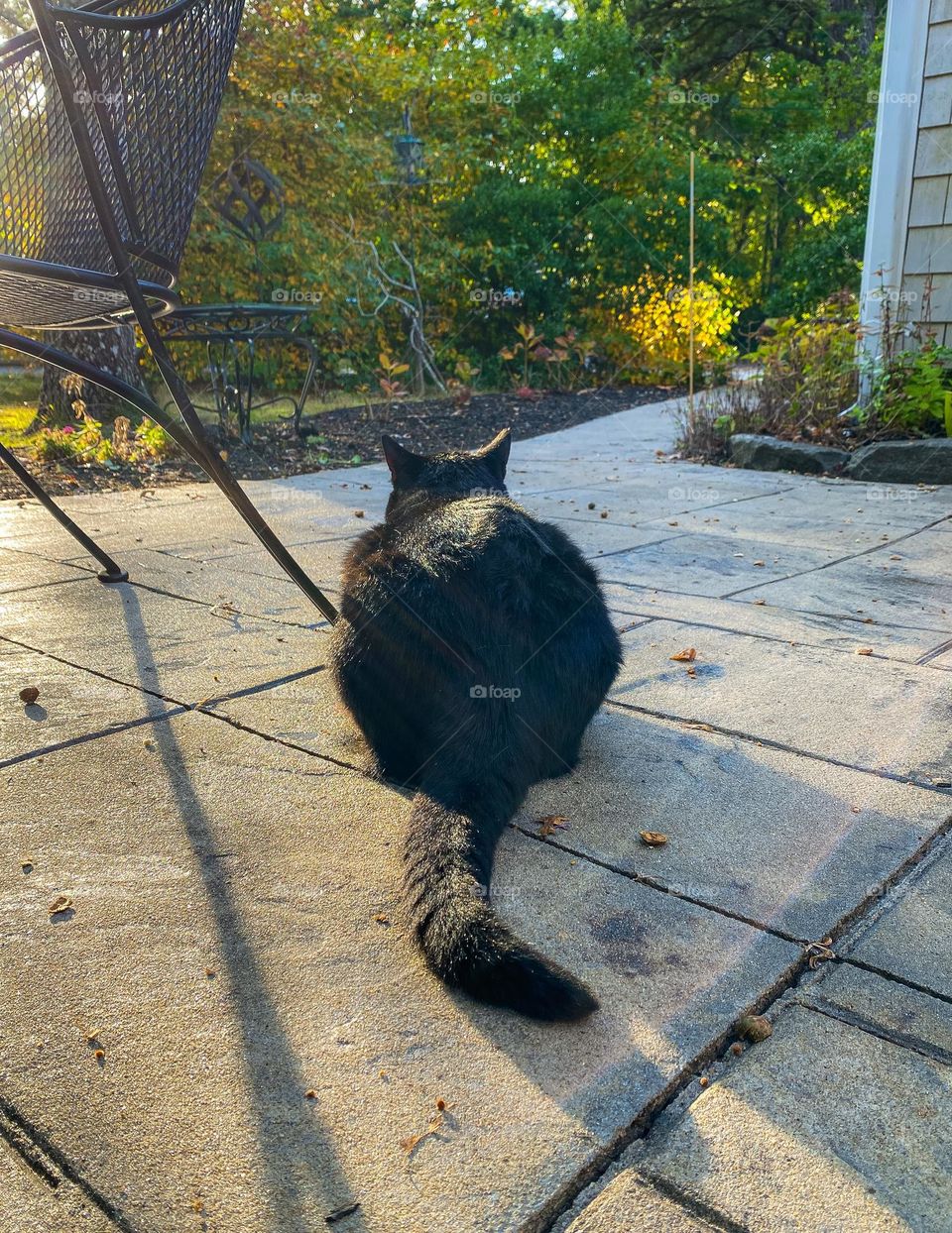 Sunset stalking - jet black cat on a patio fixates on something, perhaps a bird?, while enjoying the late afternoon sun. 