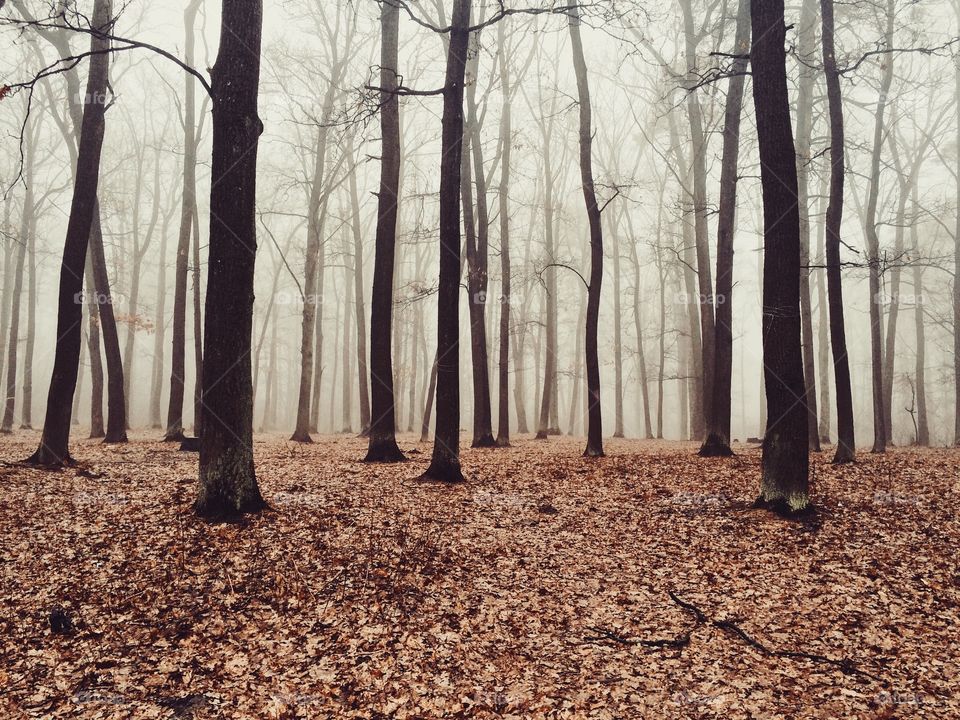 autumn foggy forest