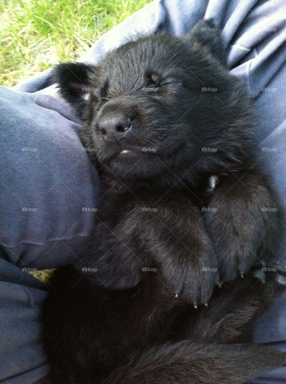 3 week old puppy crashes in my lap