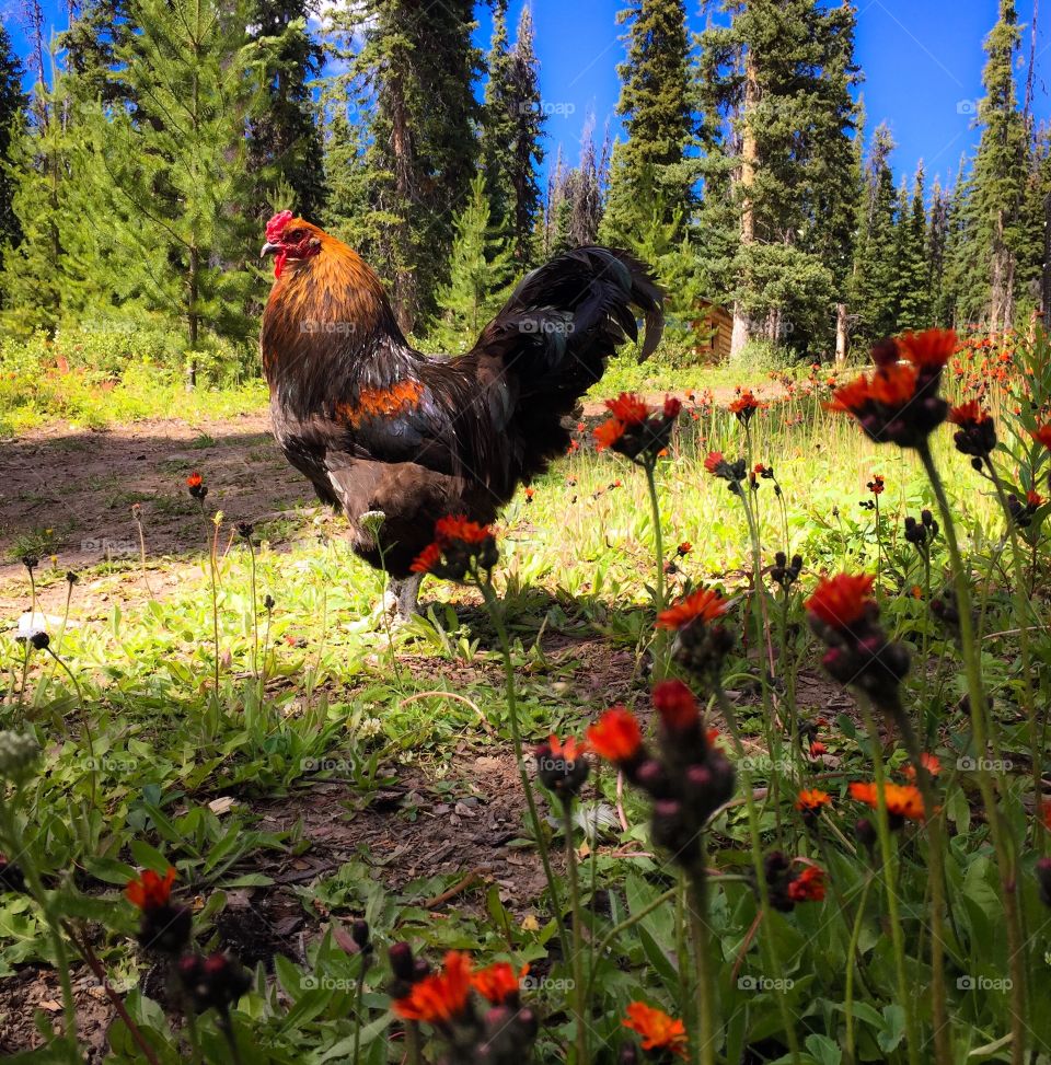 Rooster in the off grid wilderness foraging amongst the wildflowers. 