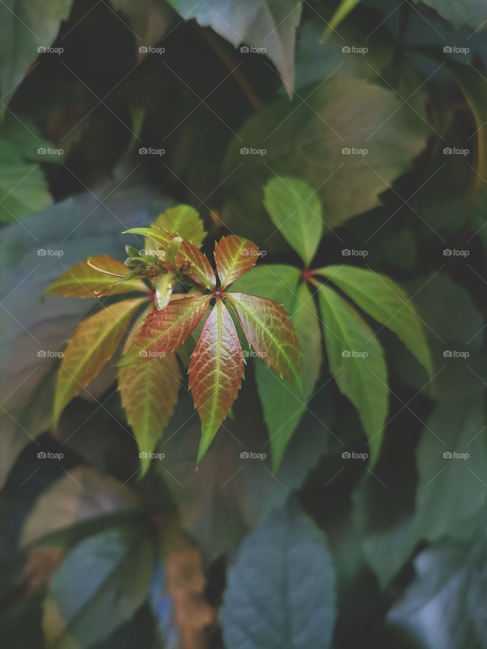 🌿  Parthenocissus
🌿  Bush Creeper
🌿  Scrub Virginia
💚  Close Up of Wild Grape Leaves
