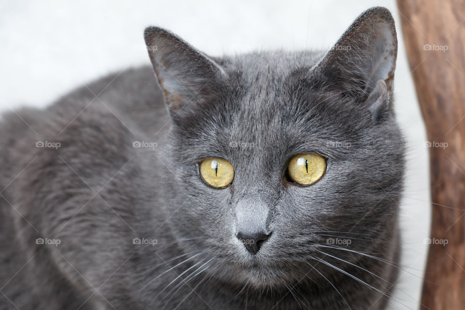 Russian blue cat