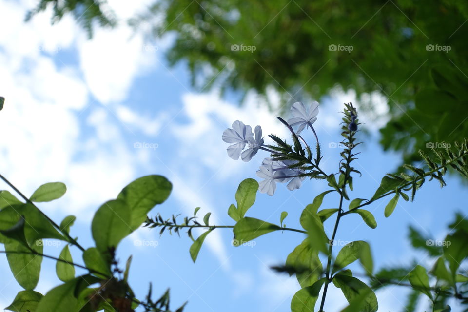 Small light purple flowers with the background of trees and blue sky.