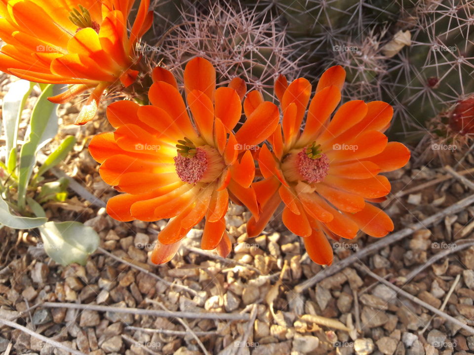 Orange flowers